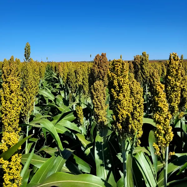 Sorgo